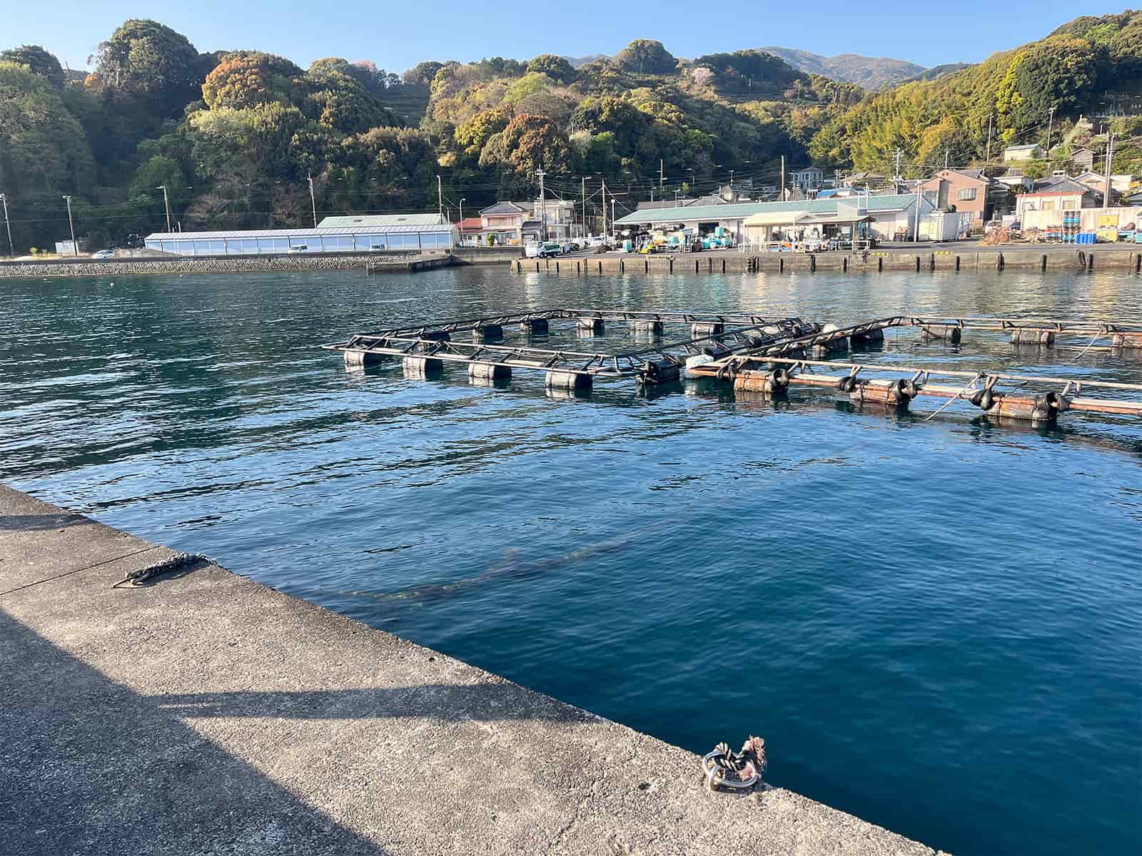 漁港内でも多くの魚が目視出来た