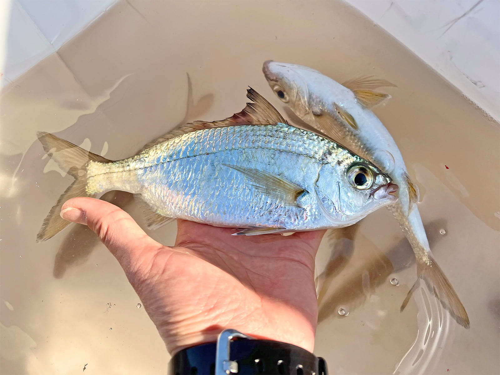 元気よく小魚を追い回していたのはクロサギ