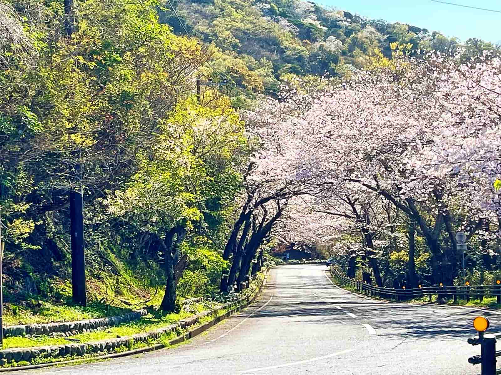 土肥に向かう道は混雑もなくサクラのトンネルが続く。絶景のスポット