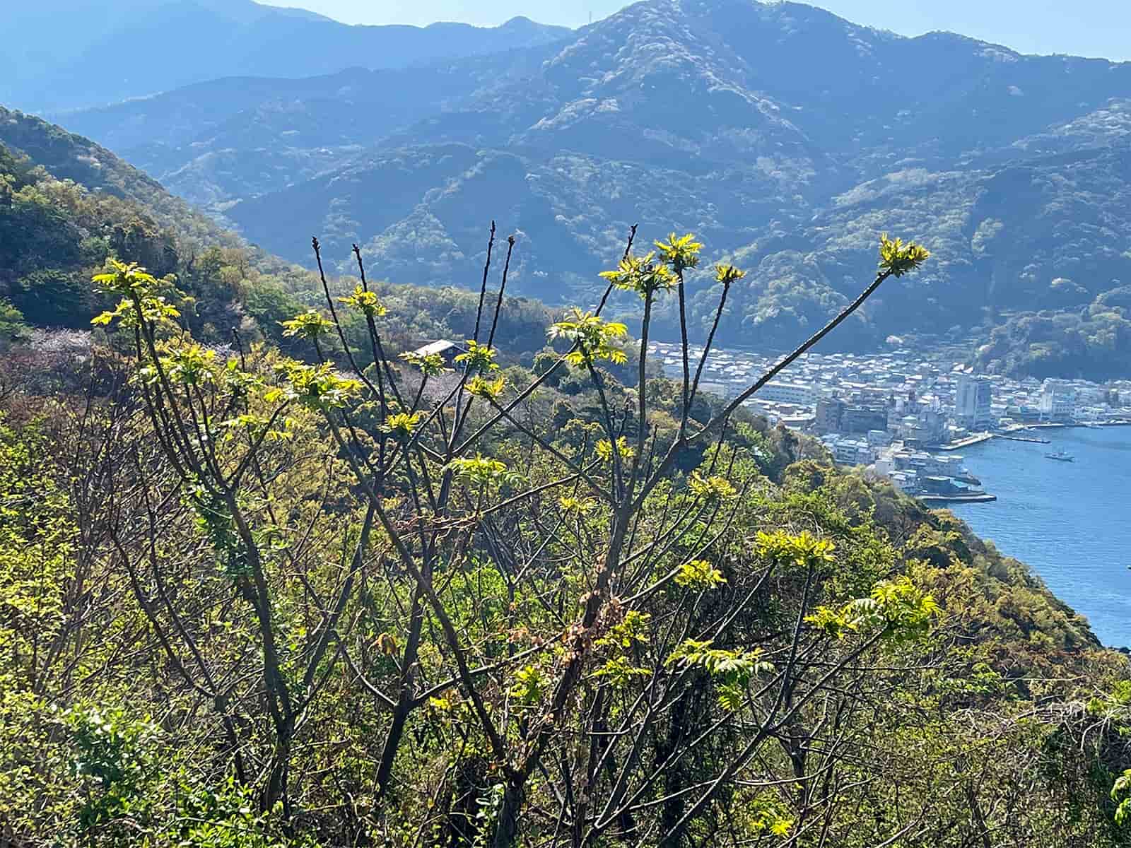 大きくなったタラの芽もあちらこちらに見られた