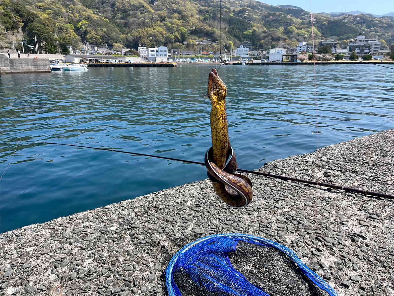 土肥では大きなウツボもよく釣れる