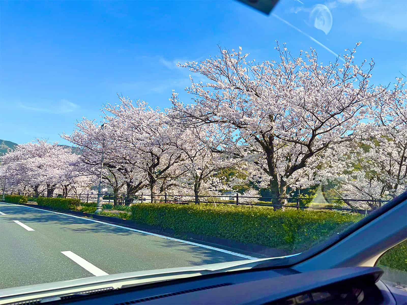 下田の川沿いもサクラ並木が続き、多くの人が河原でお花見をしていた