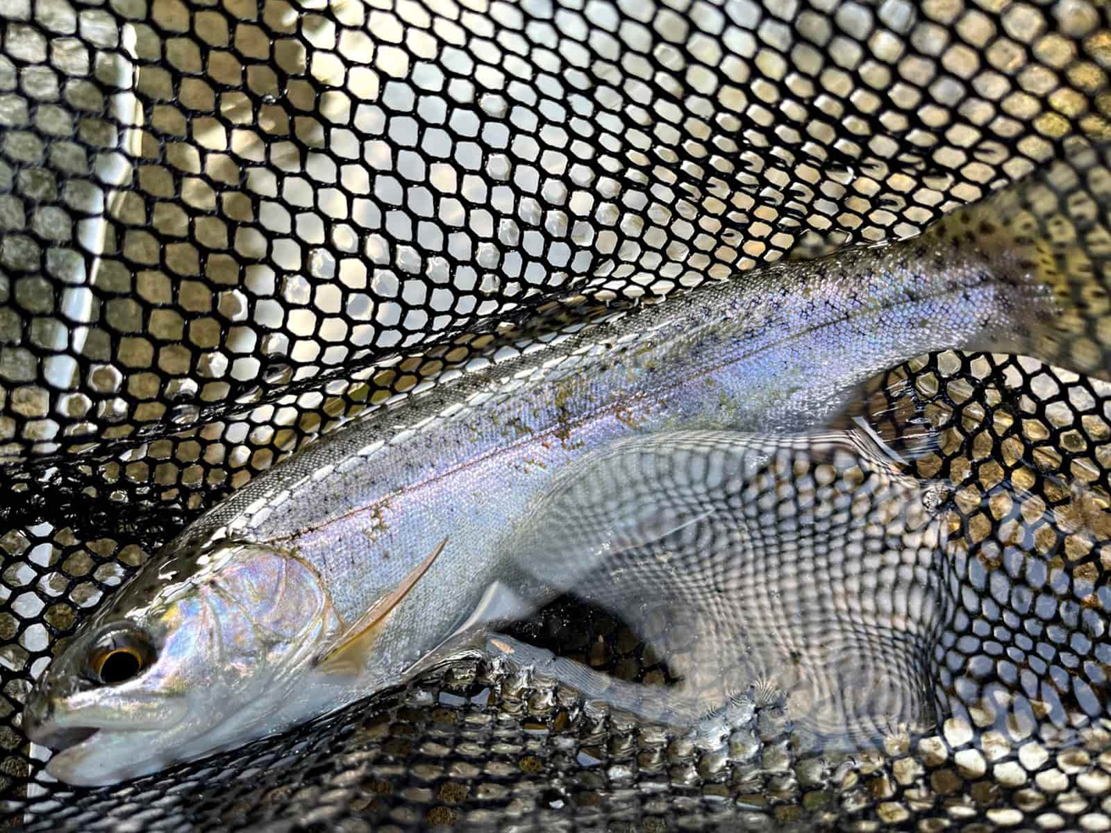 萩ノ入川には例年より多くのニジマスが放流されているそうだ