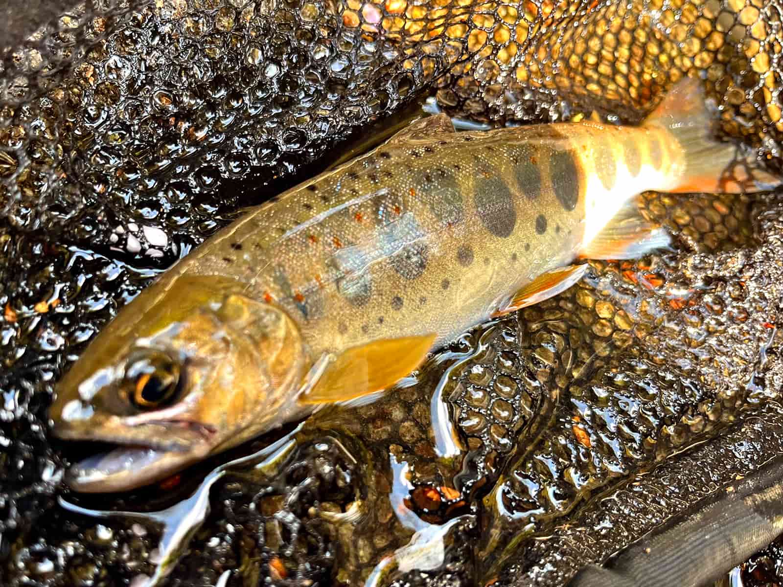 釣れるアマゴも美しい！