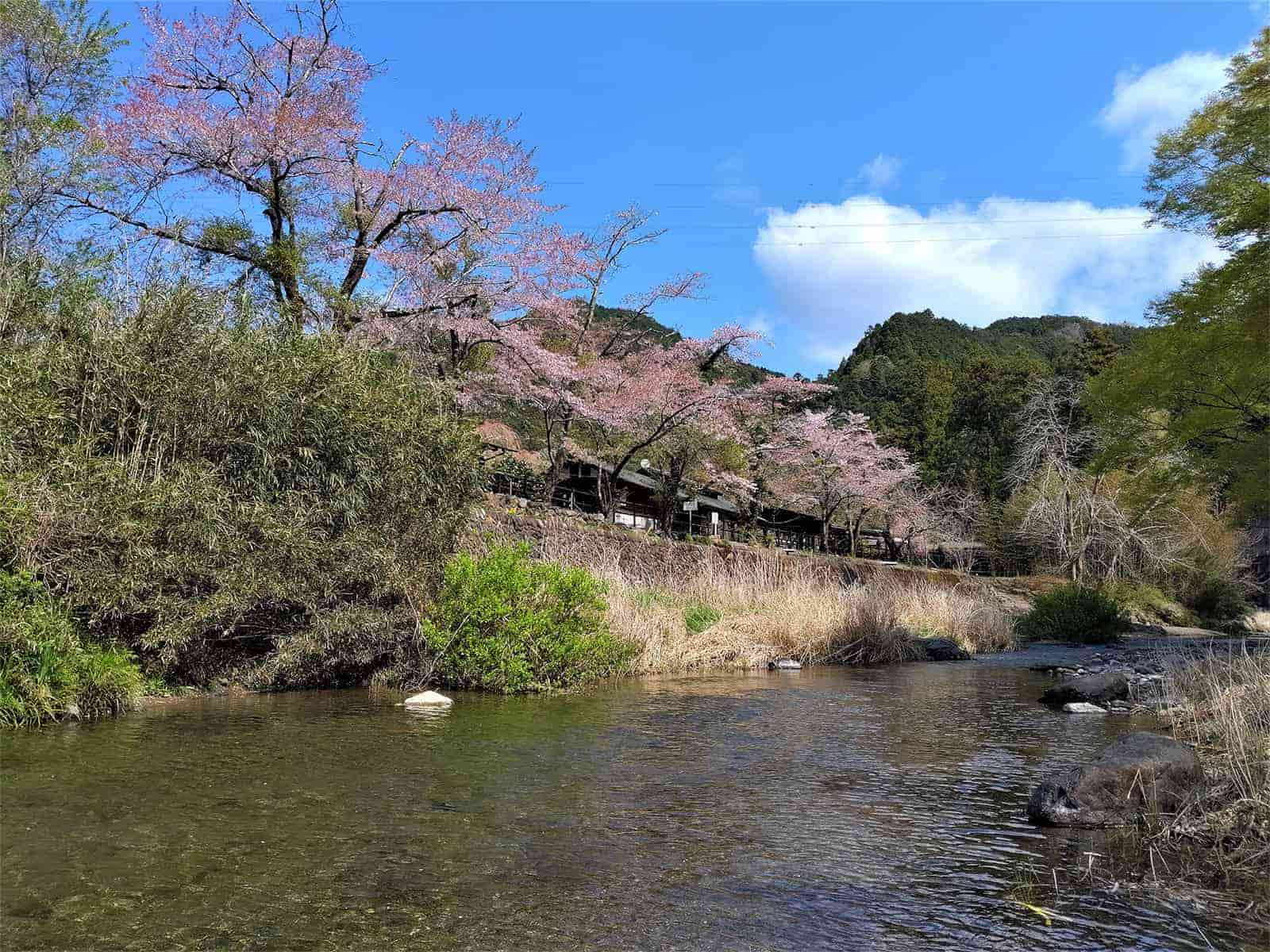 里の高麗川はまさに春爛漫。サクラの花弁が水面を漂う