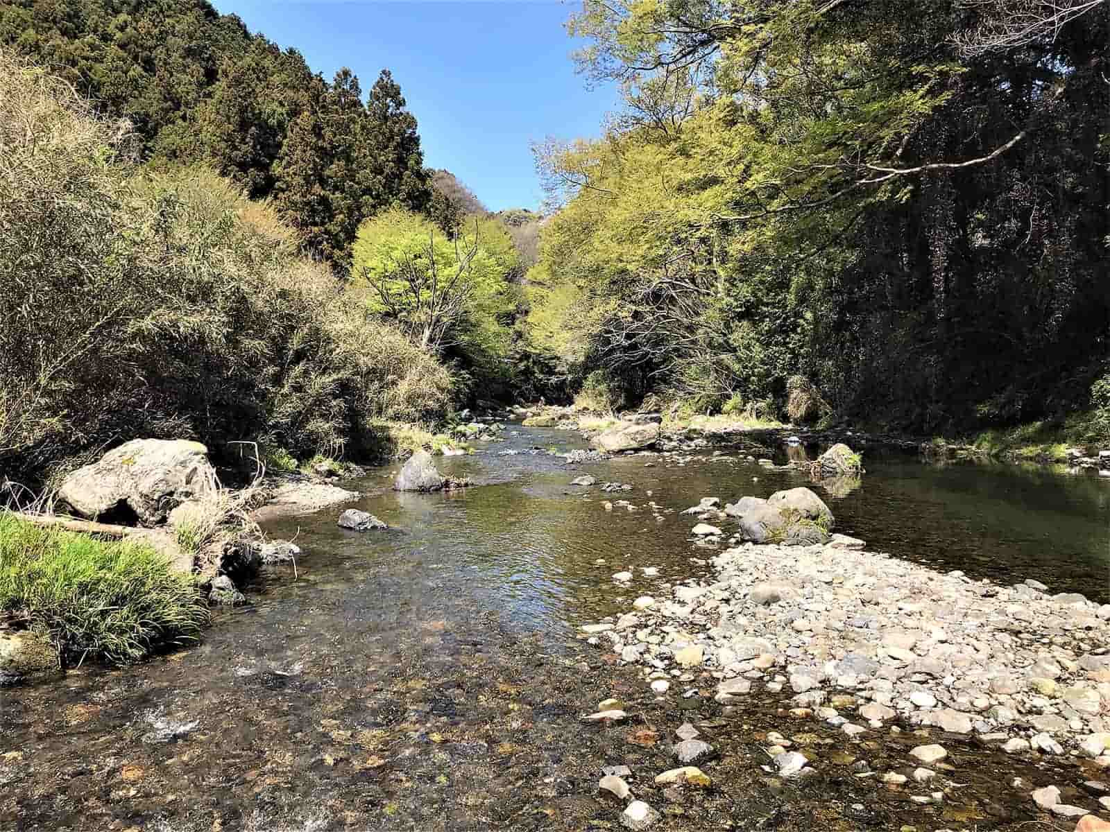 山里の清流そのもの。ヤマメも生息していそうな成木川のオイカワ、カワムツ釣り場