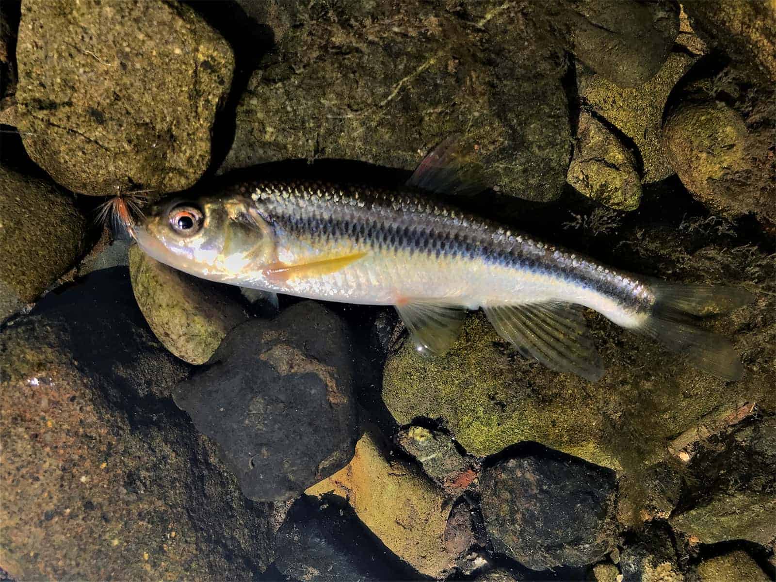 どこか愛嬌があるカワムツ。ごめんね、すぐリリースするよ