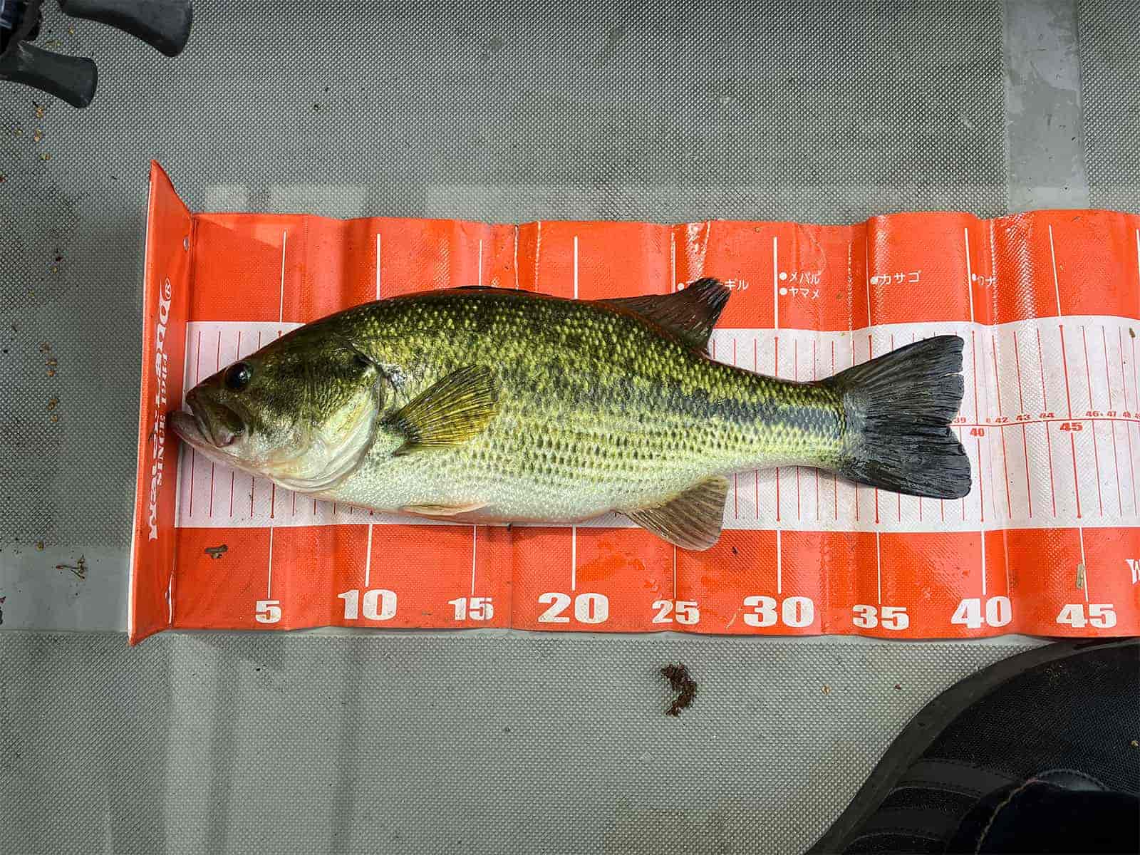 大きさは…39.5cm！