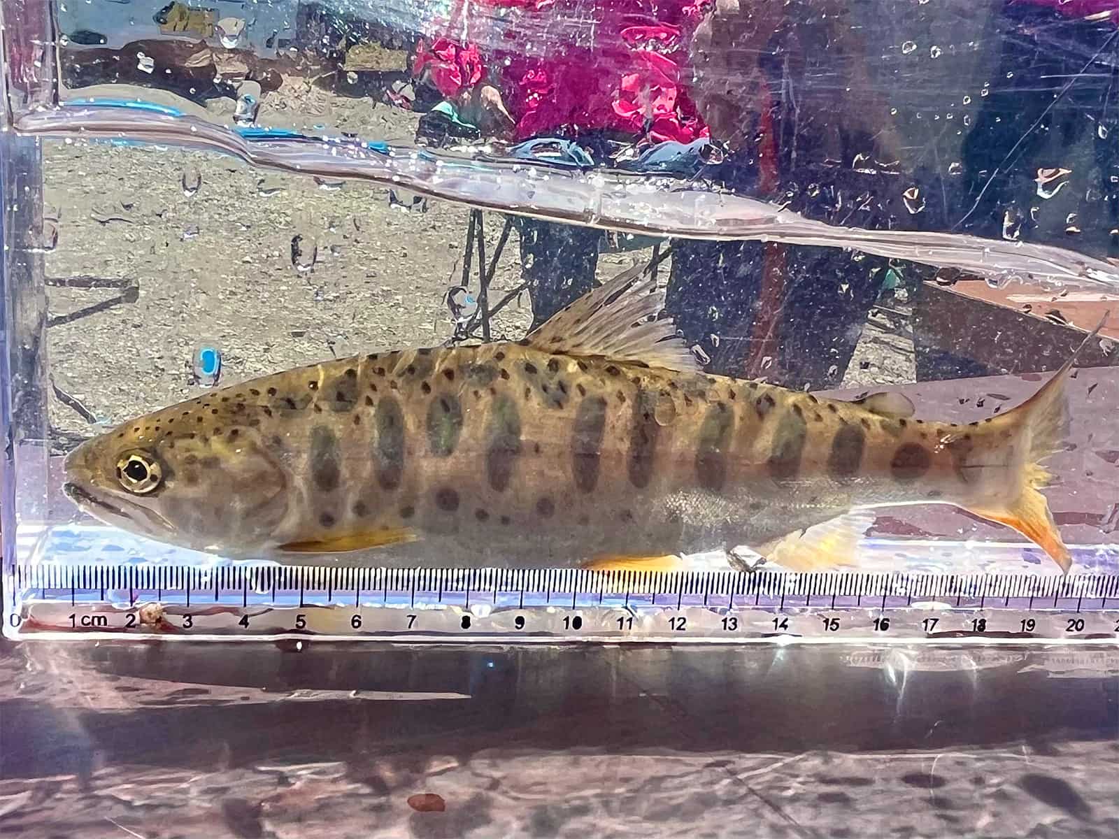 餌釣りの人は良型のヤマメを揃えてきた