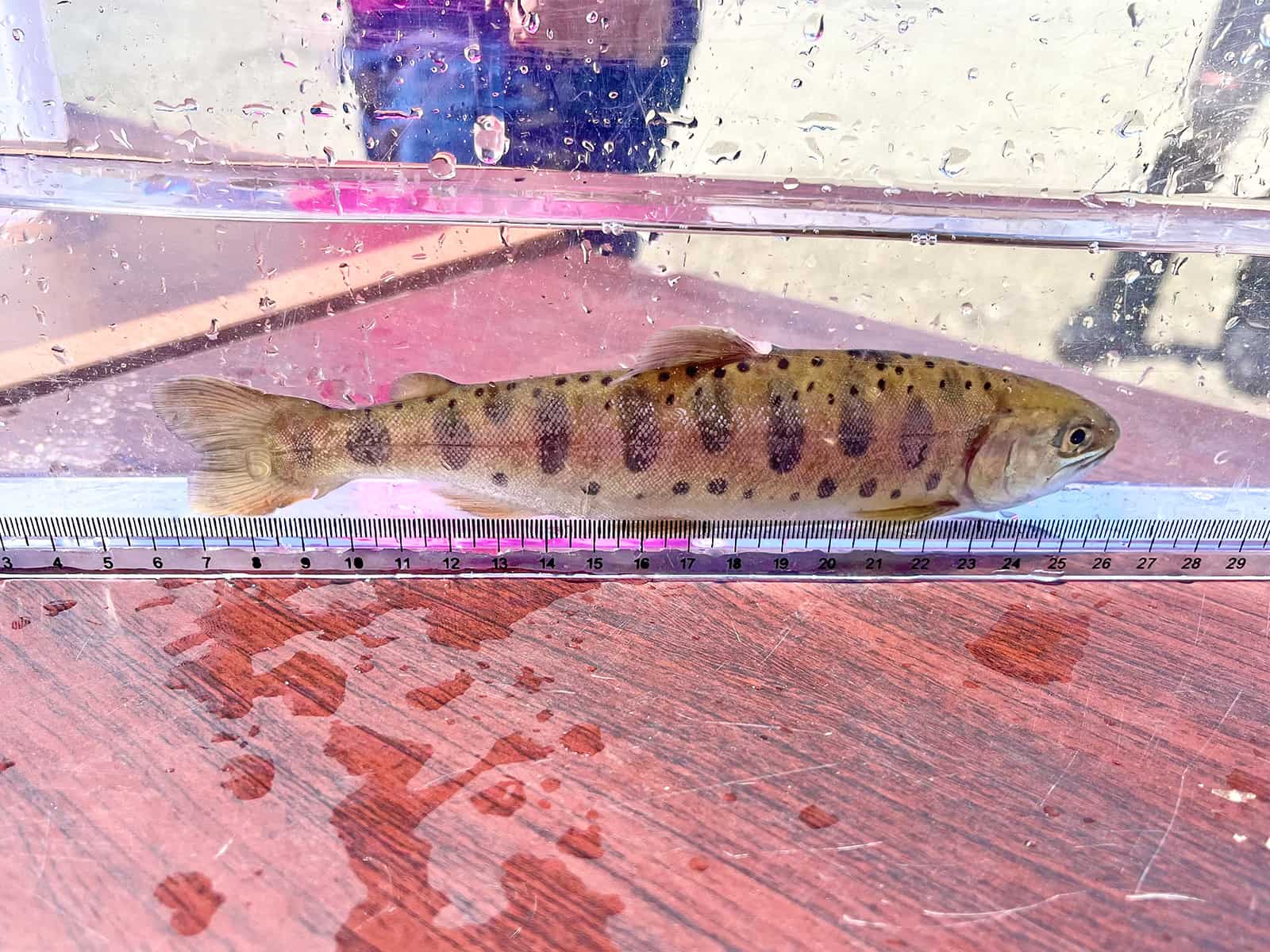 魚体の美しいものが多かった
