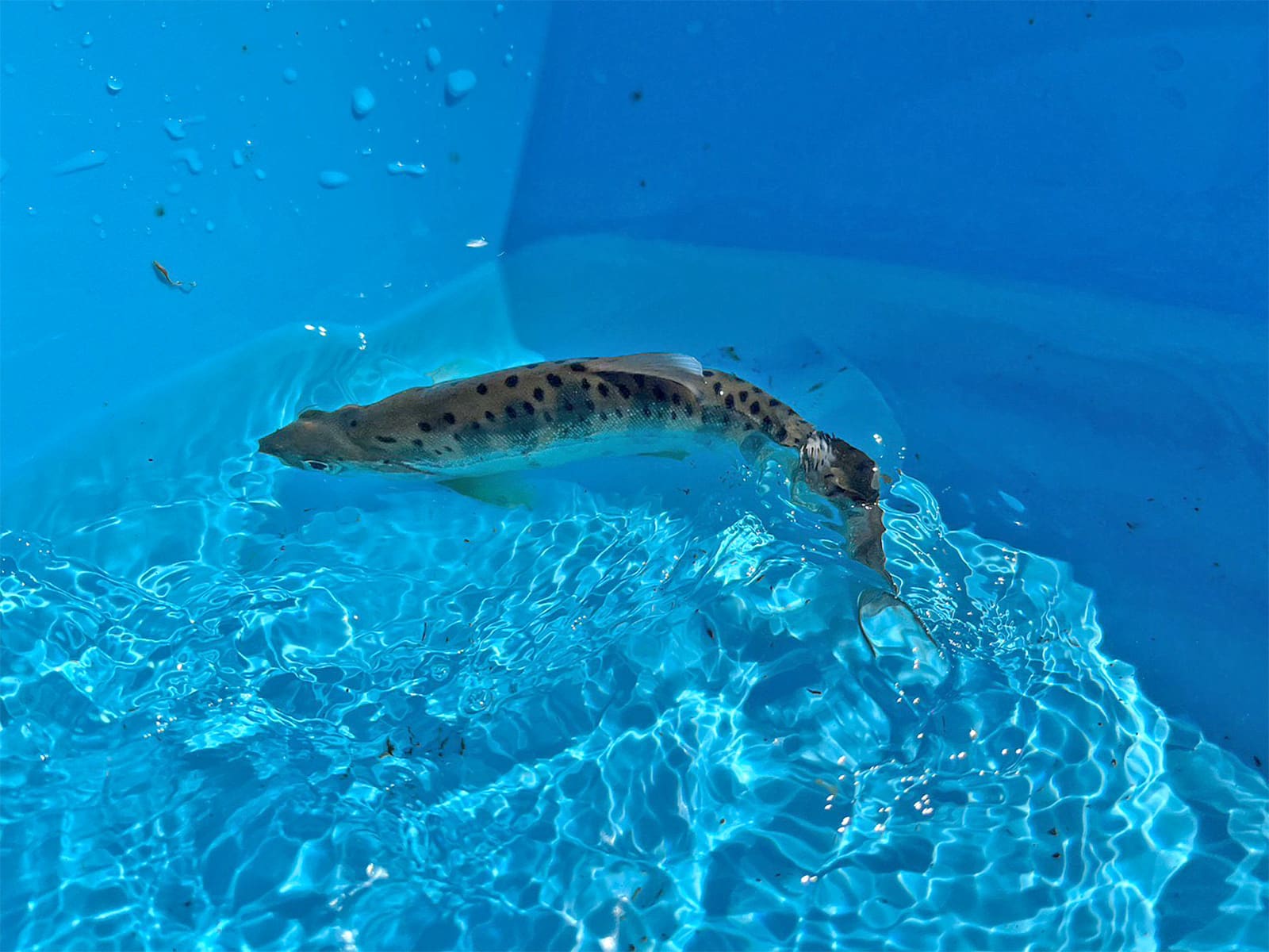 厳しい条件の中でもヤマメを釣り上げて来た！