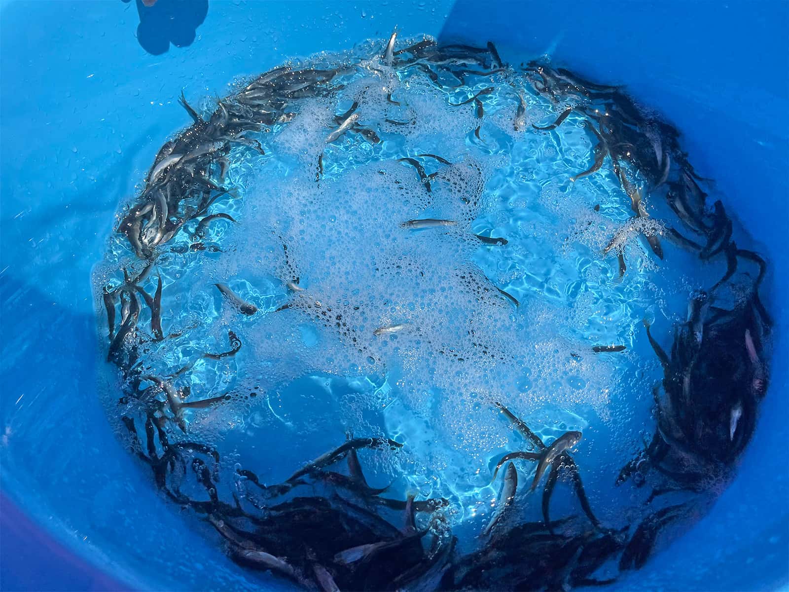 稚アユに麻酔をかけアブラビレをカットしていく