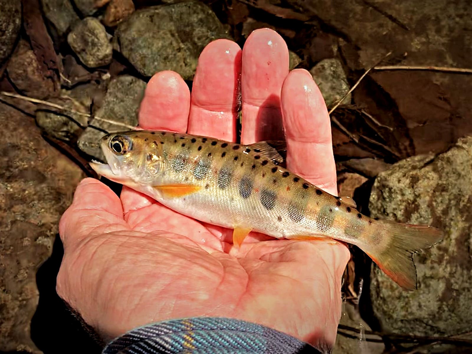 ようやく4匹。でも超絶の釣果