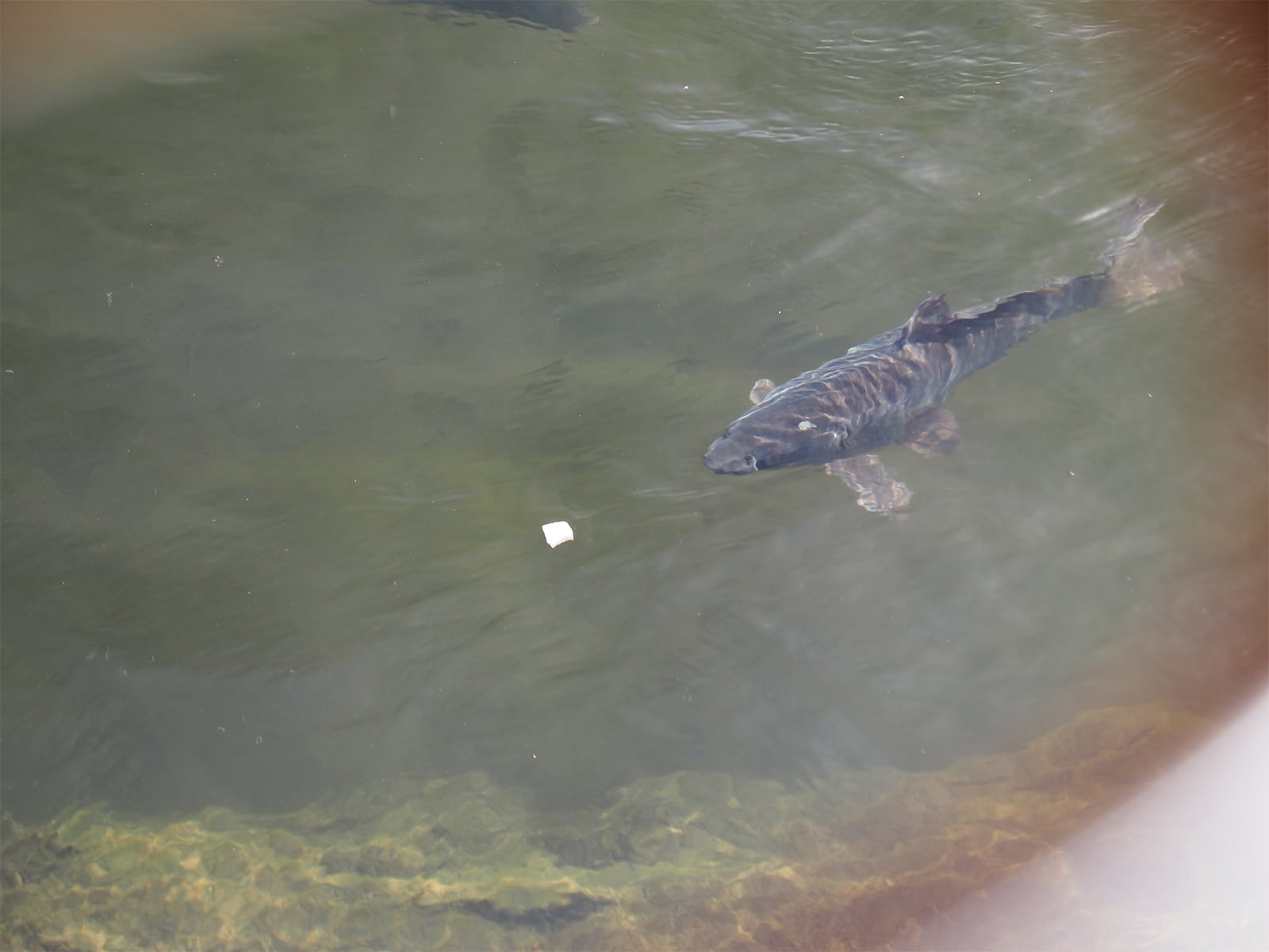 流下するパンにコイが反応して寄ってきた。これでチュボチュボと捕食し始めたらチャンス。仕掛け投入の準備を！