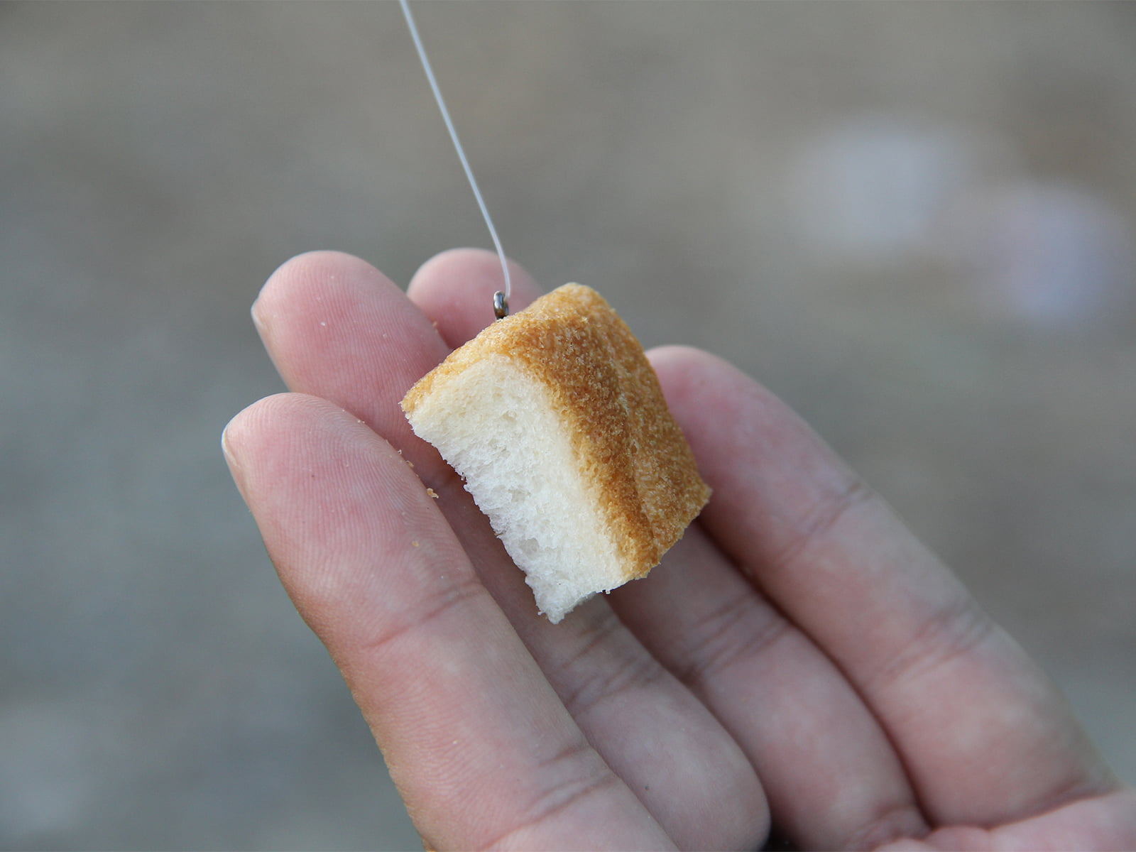 マスバリにエサの食パンをセットしただけのノーシンカー。これが最も手軽な仕掛け。耳の部分にハリを刺し、ハリがなるべく見えないようにする。ハリが見えると、コイから見切られやすくなる