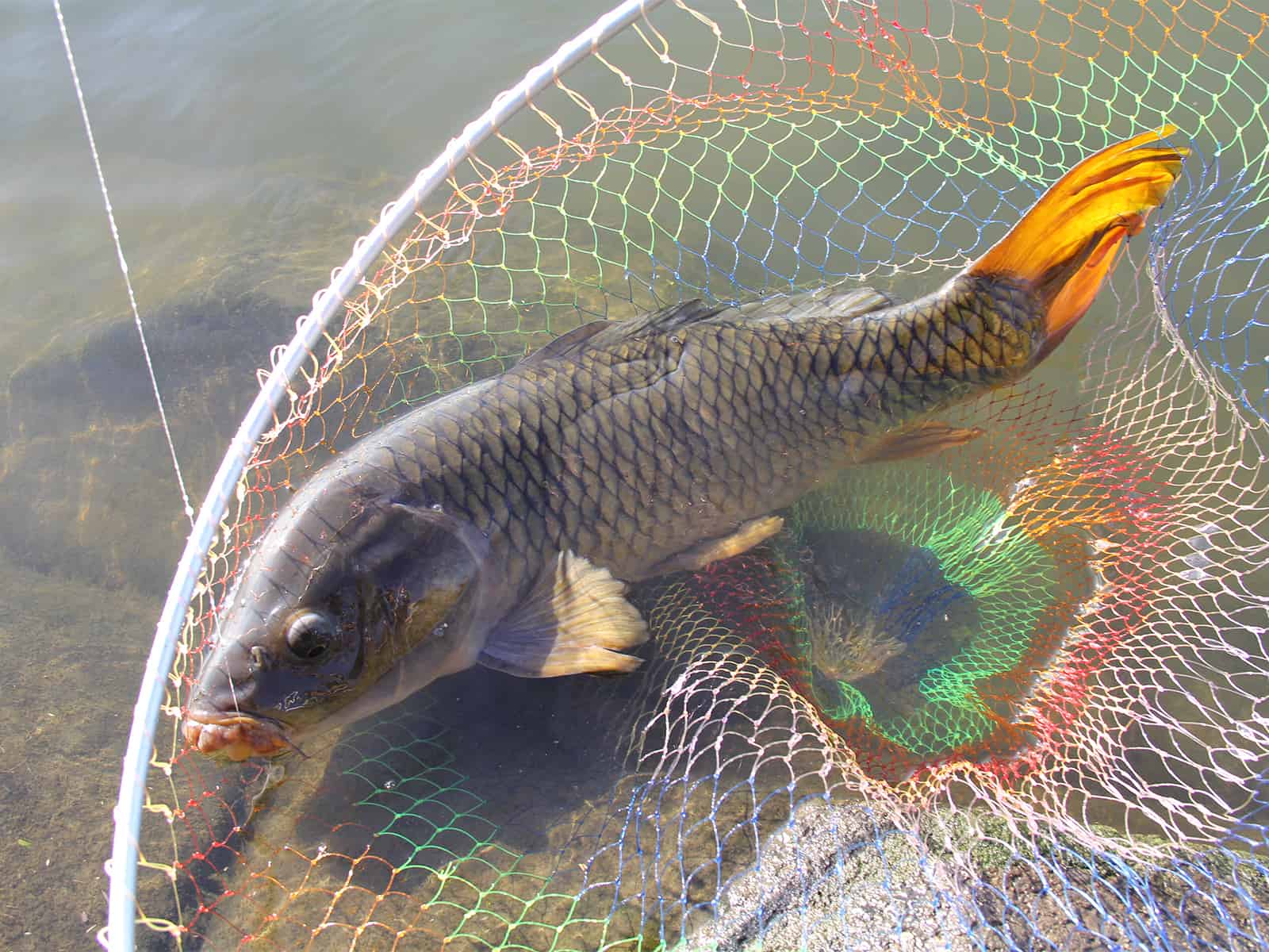 ノーシンカーでキャッチ。釣れるサイズが大きいので、この釣りではランディングネットは必須