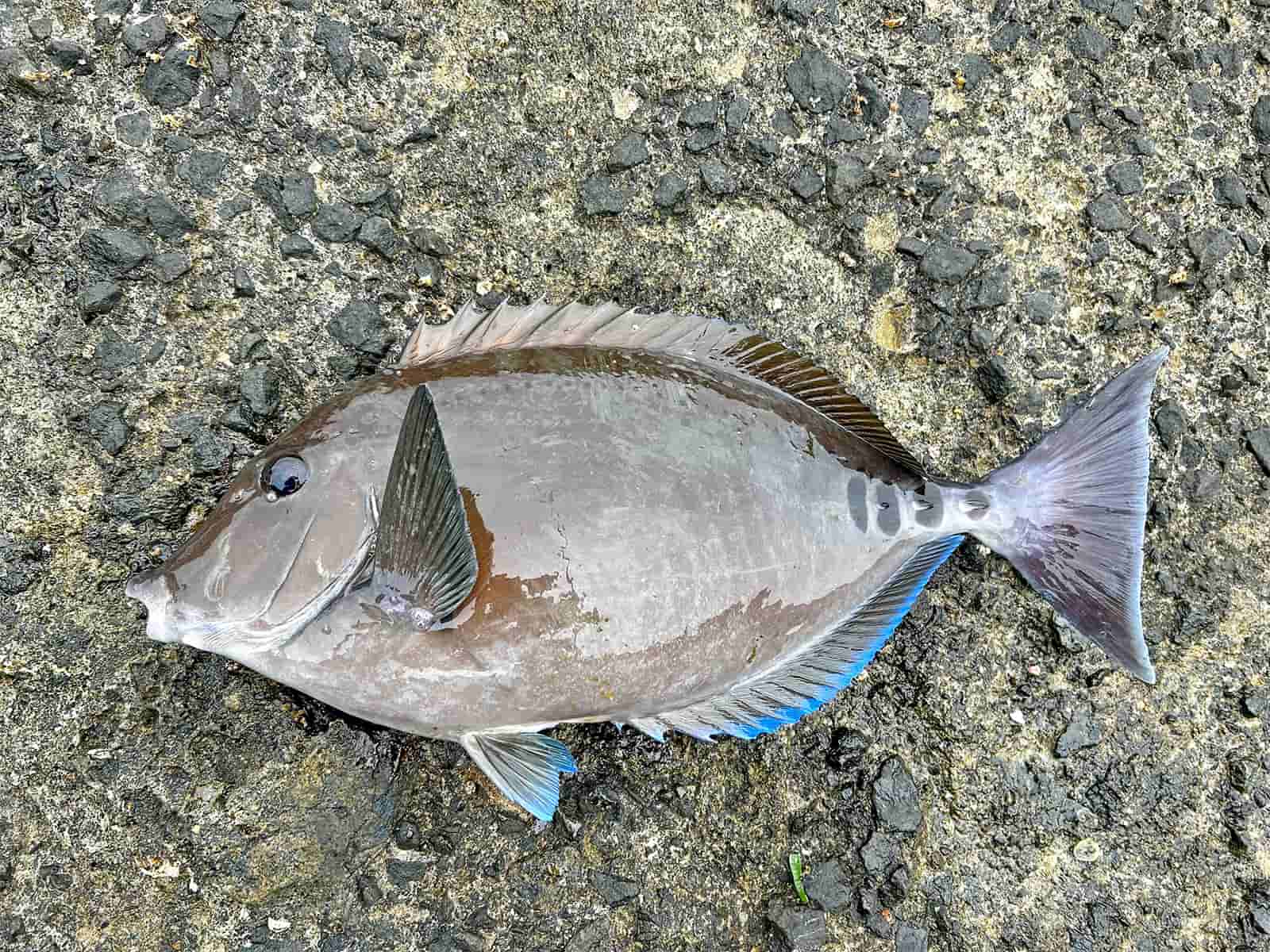 45cmに迫る良型のサンノジ。なぜか私には“本命”が釣れない