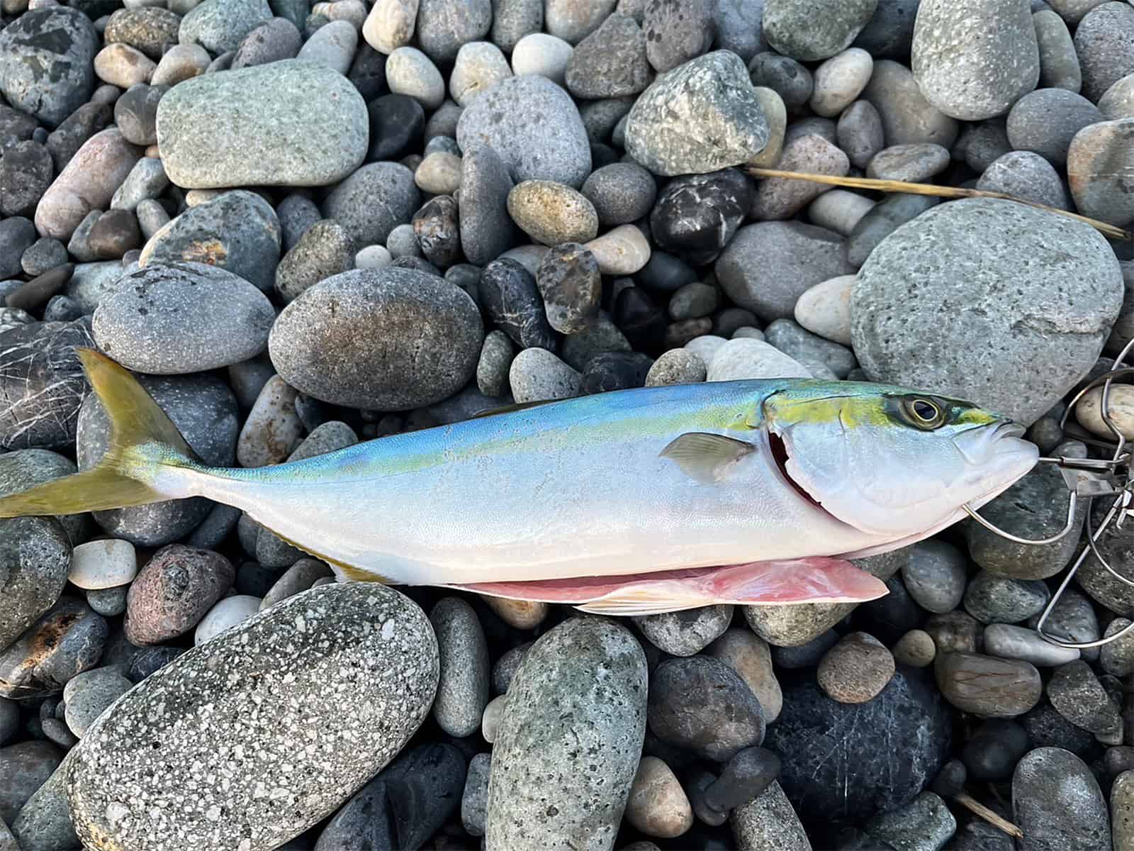この浜で唯一の釣果はホタルイカパターンできたフクラギ！
