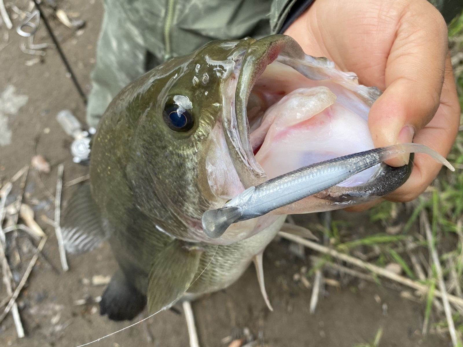 ドリフトフライを口にした2匹目！　ワカサギが食べたかったんです！