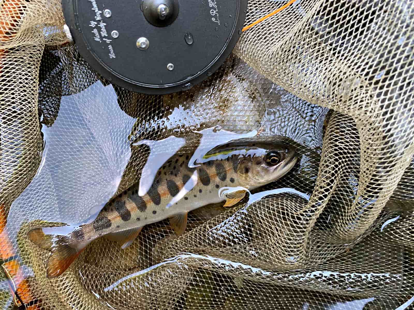 豆だがこの日はもうダメかと諦めかけていたので、嬉しがらせてくれたマコトの一匹
