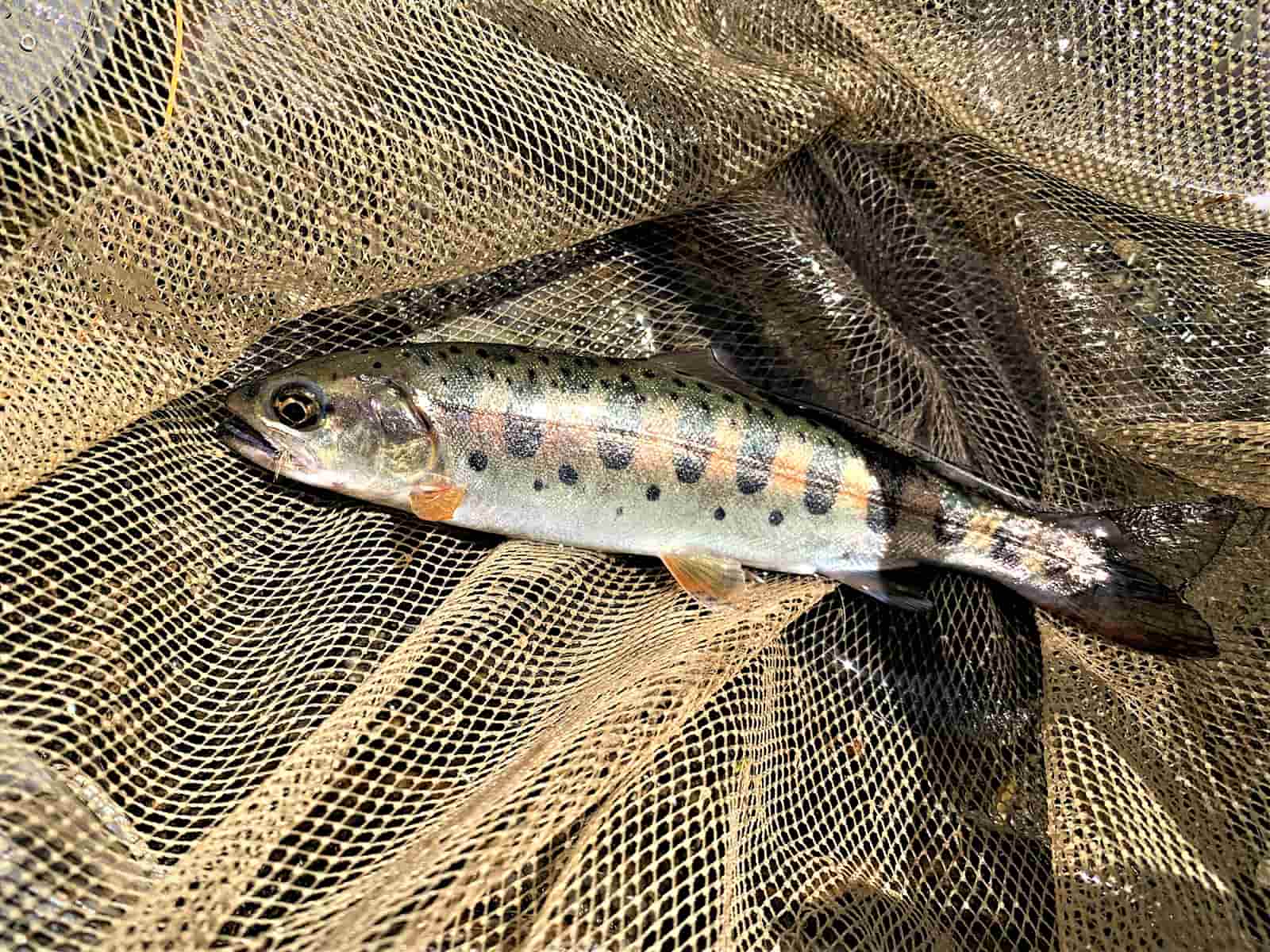 1匹目、私には突然だったけれど魚には冗談はない