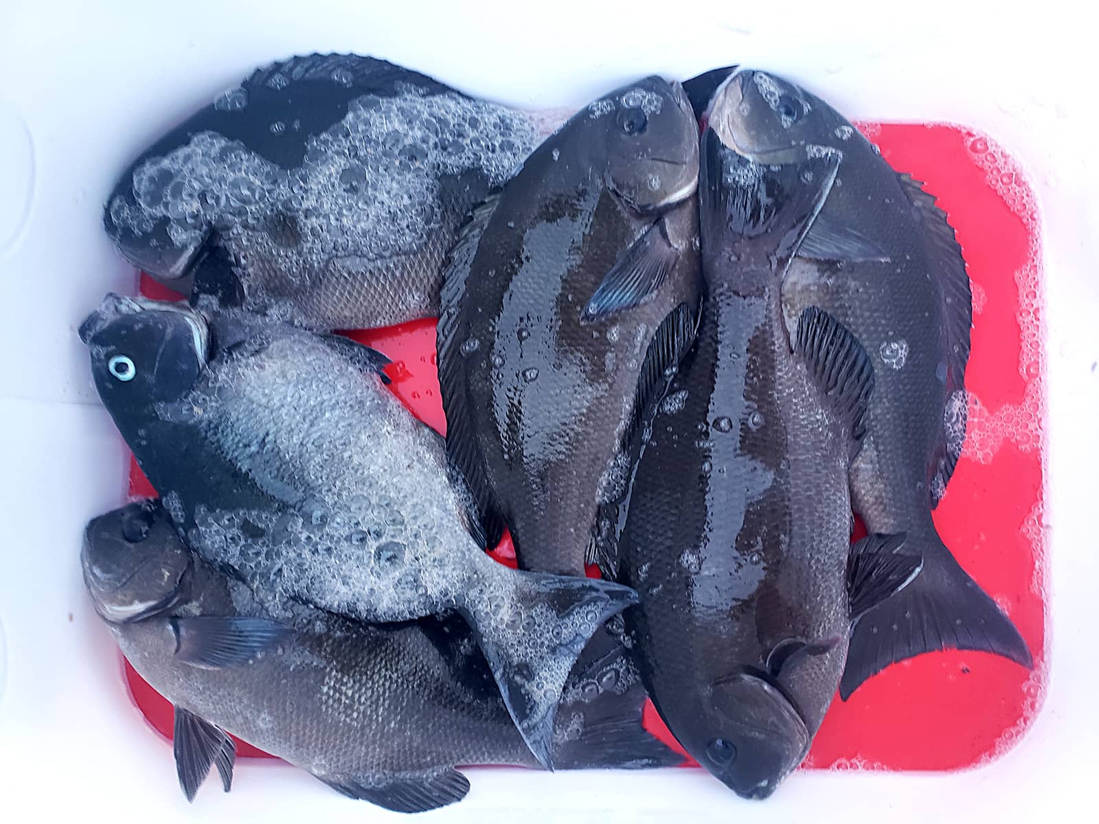 この日の釣果最大35cmオナガ