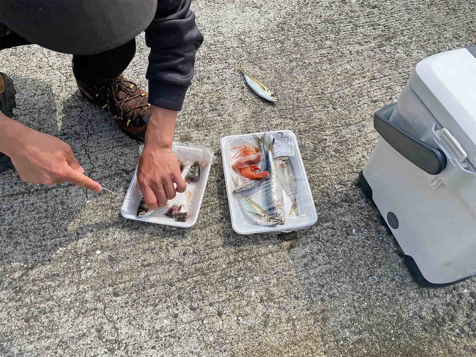 スーパーに行くこともかなわず、残りの餌をなんとか工面して釣り続ける