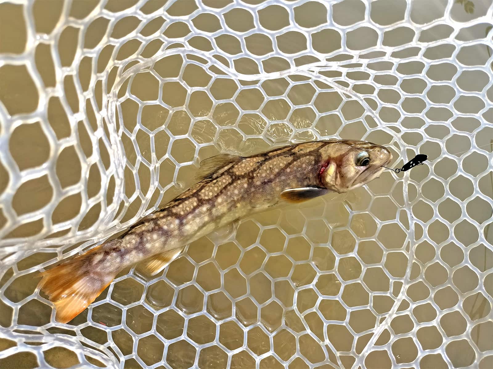 ニジマスばかりではなく、イワナも釣れた