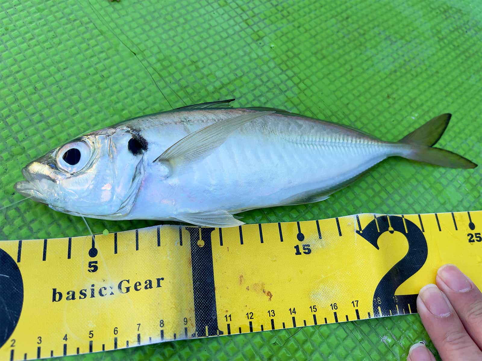 アベレージは25cm前後の食べ頃サイズ