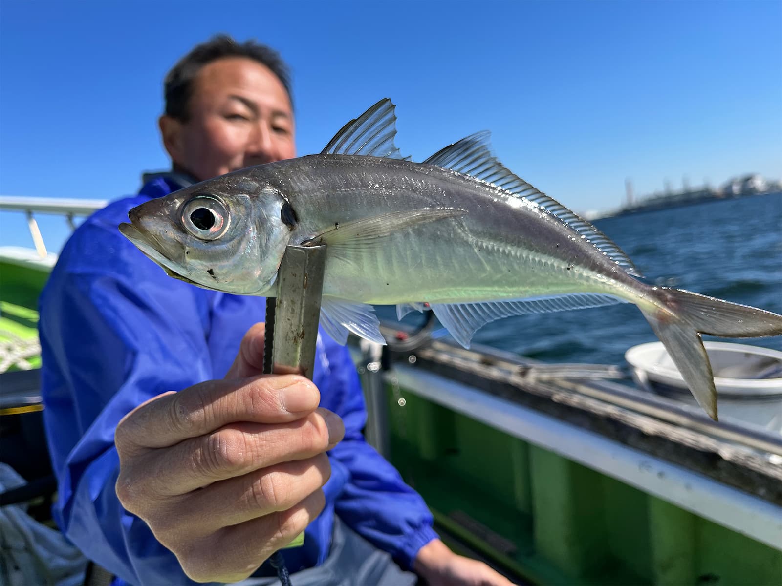 幅広体型の東京湾産アジ、釣り味も食味も◎