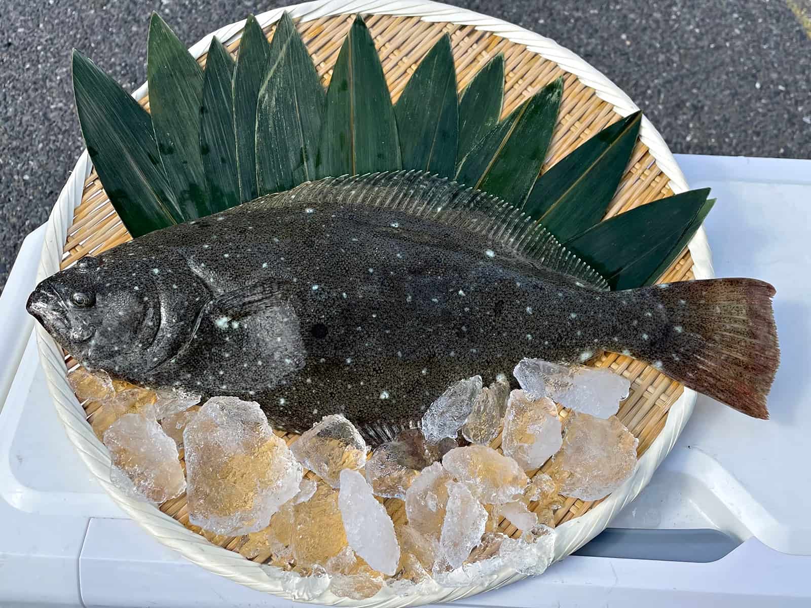ターゲットは高級魚ヒラメ