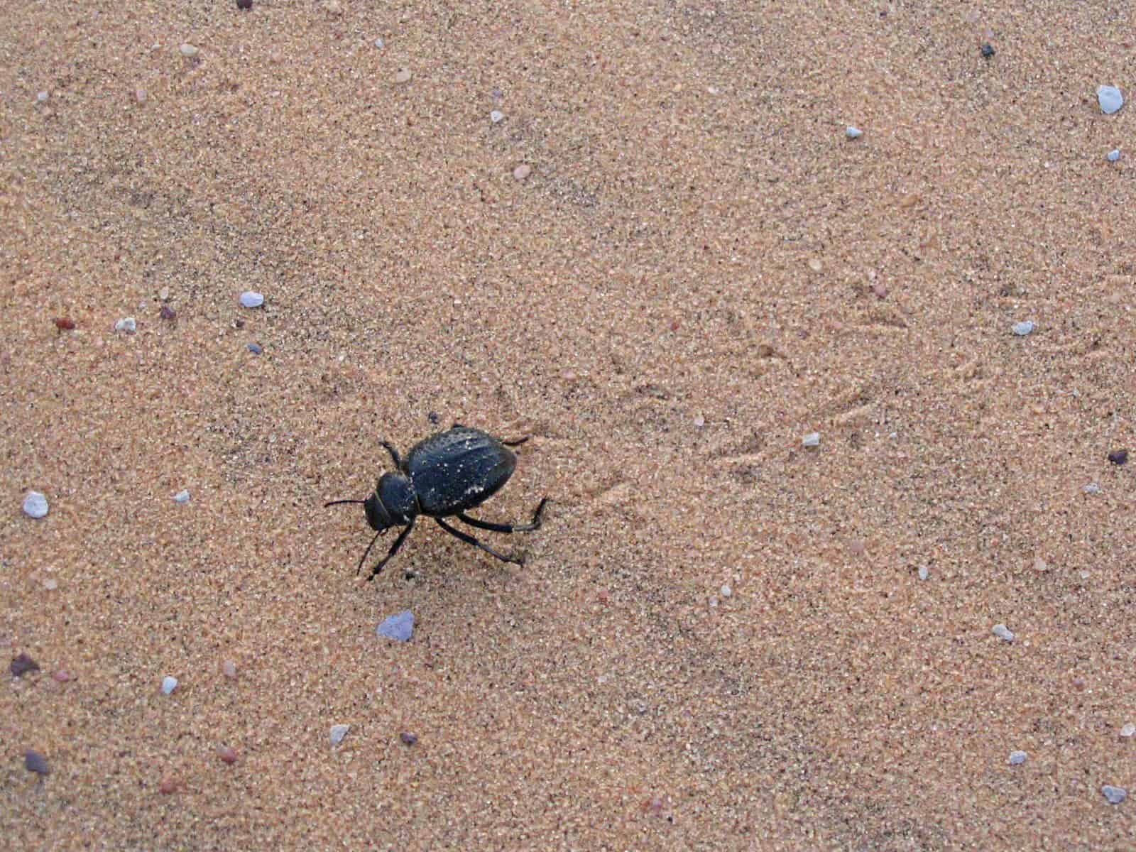 スカラベ（フンコロガシ）は砂地であれば本当にそこらへんにいる。オレの排泄物が自然にかえるんだね～と少し感動した