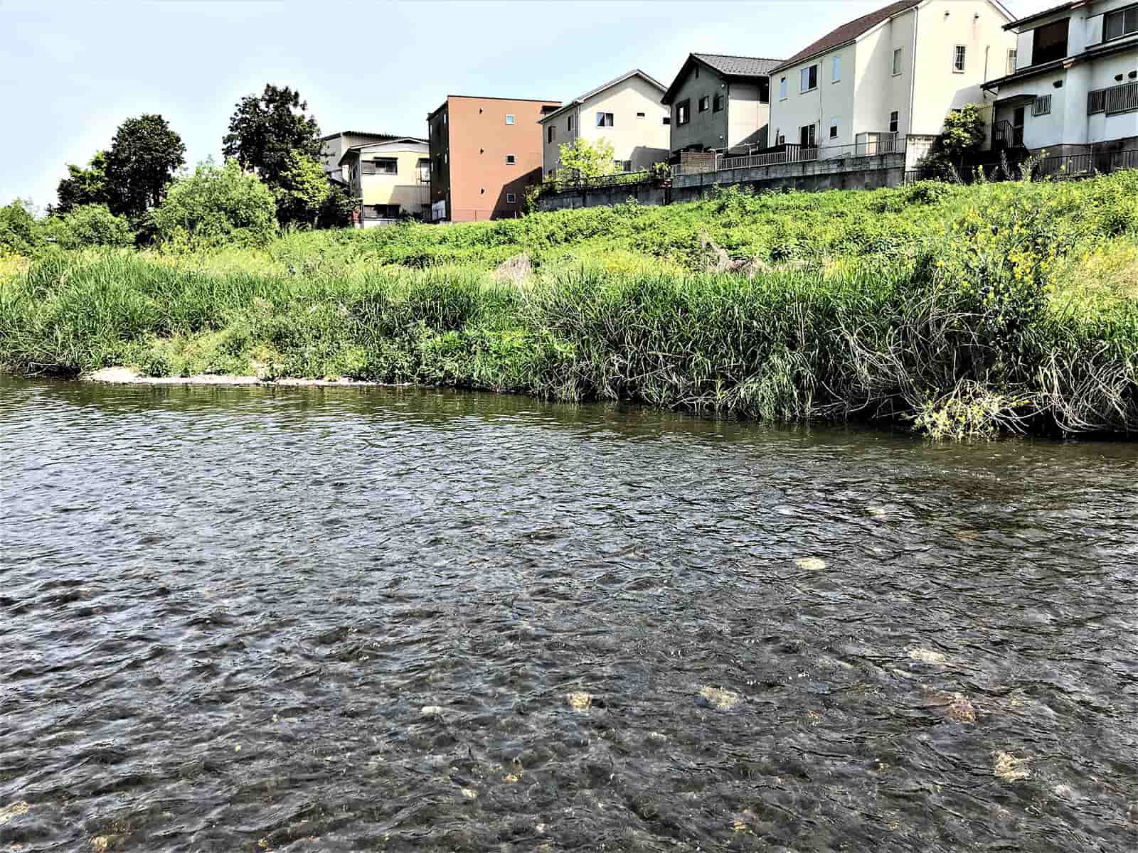活性が高いオイカワはこんな瀬でヒットする