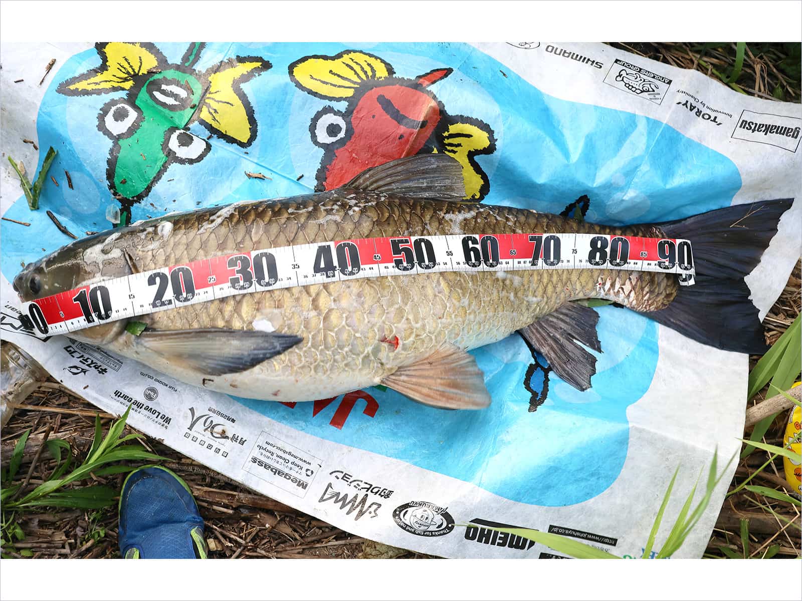 約105cmの太い魚、メジャーも150cmがいいかも