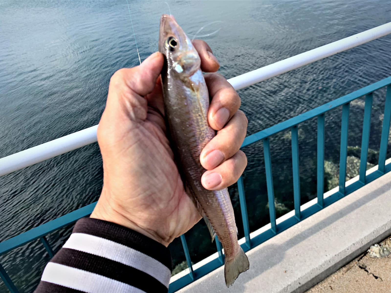 デカイのが続いた