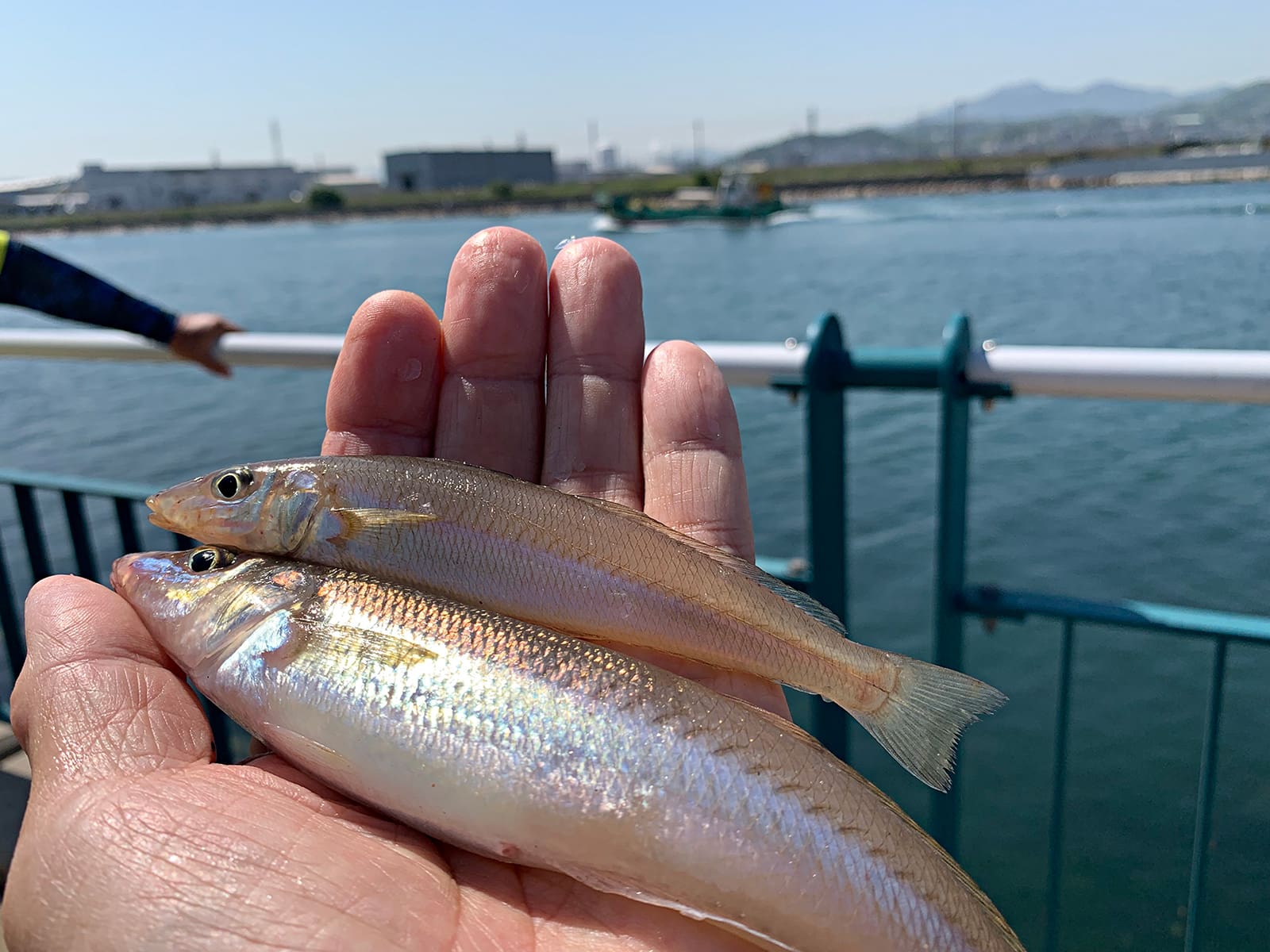 名人が見守る中、釣果を伸ばす。