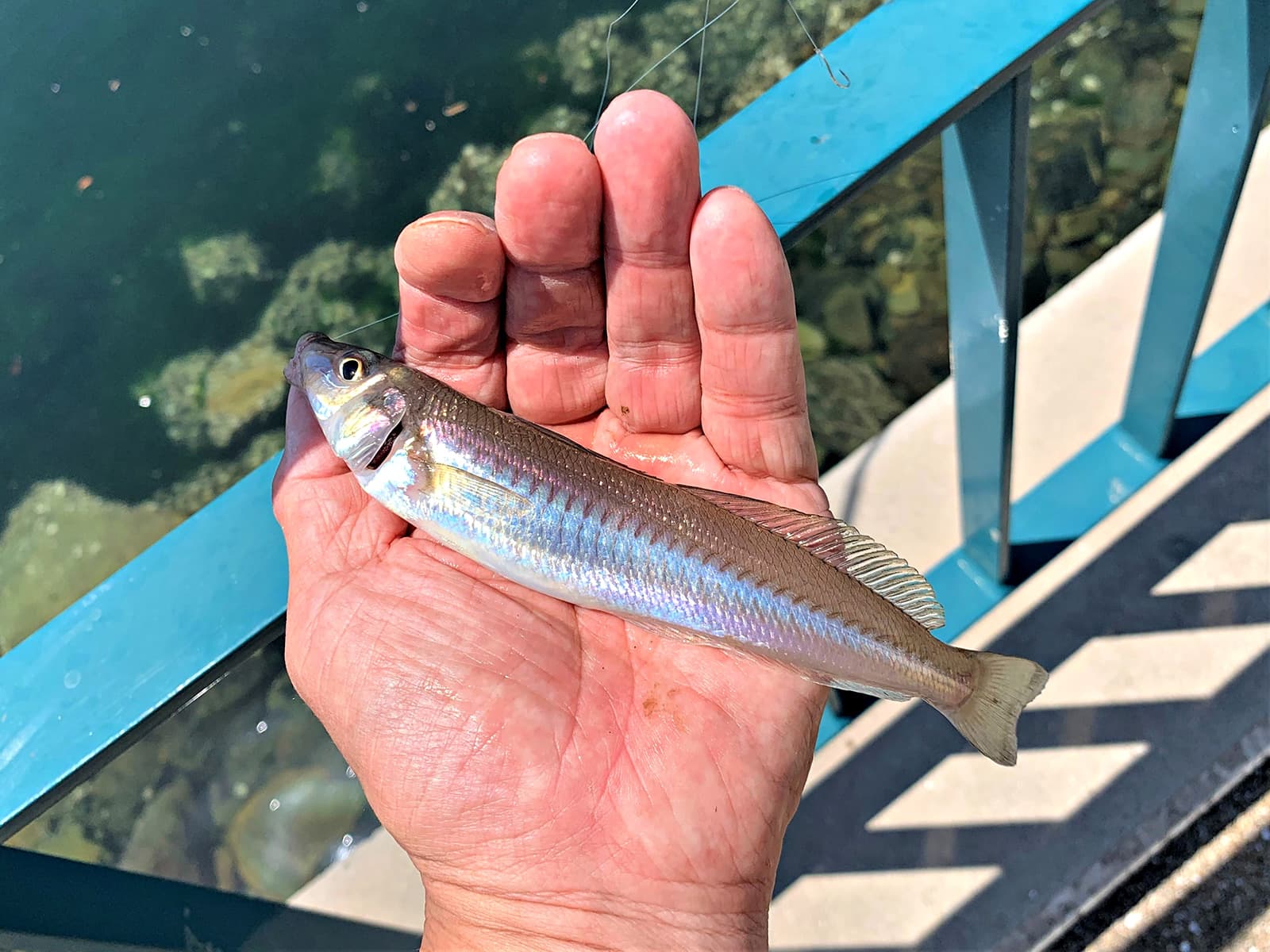 陽が射すにつれて真珠の輝きへ