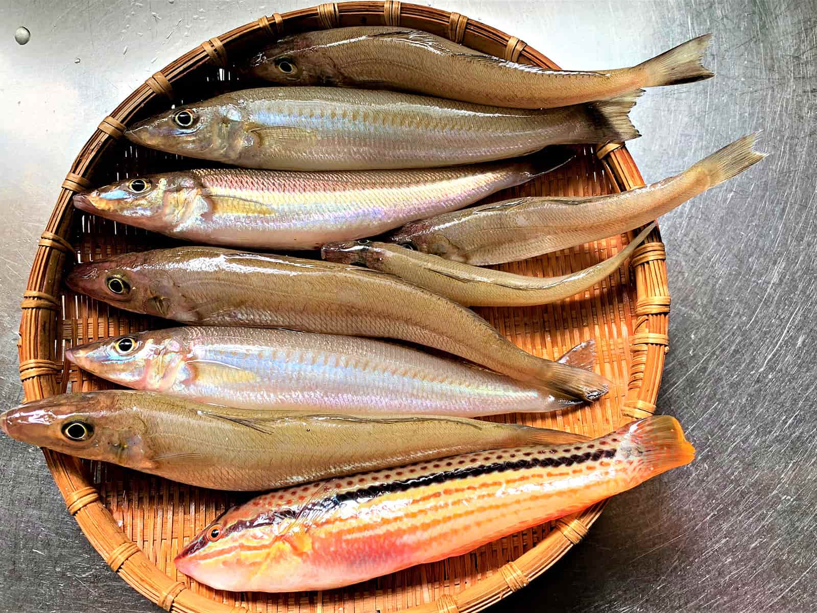 この日の釣果、顔を隠した2匹以外20cmを超えていた