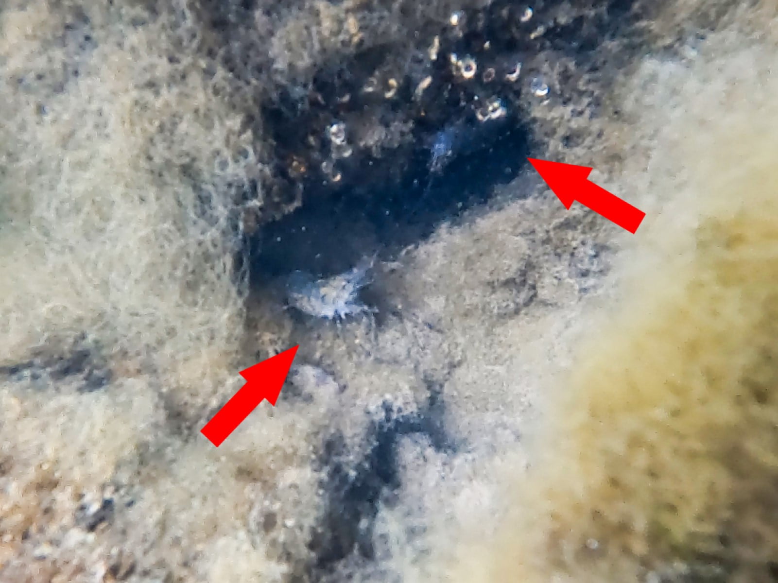 テナガエビはゴロタ石のすき間や沈んだ岩の影に、写真のような感じで潜んでいるのだ