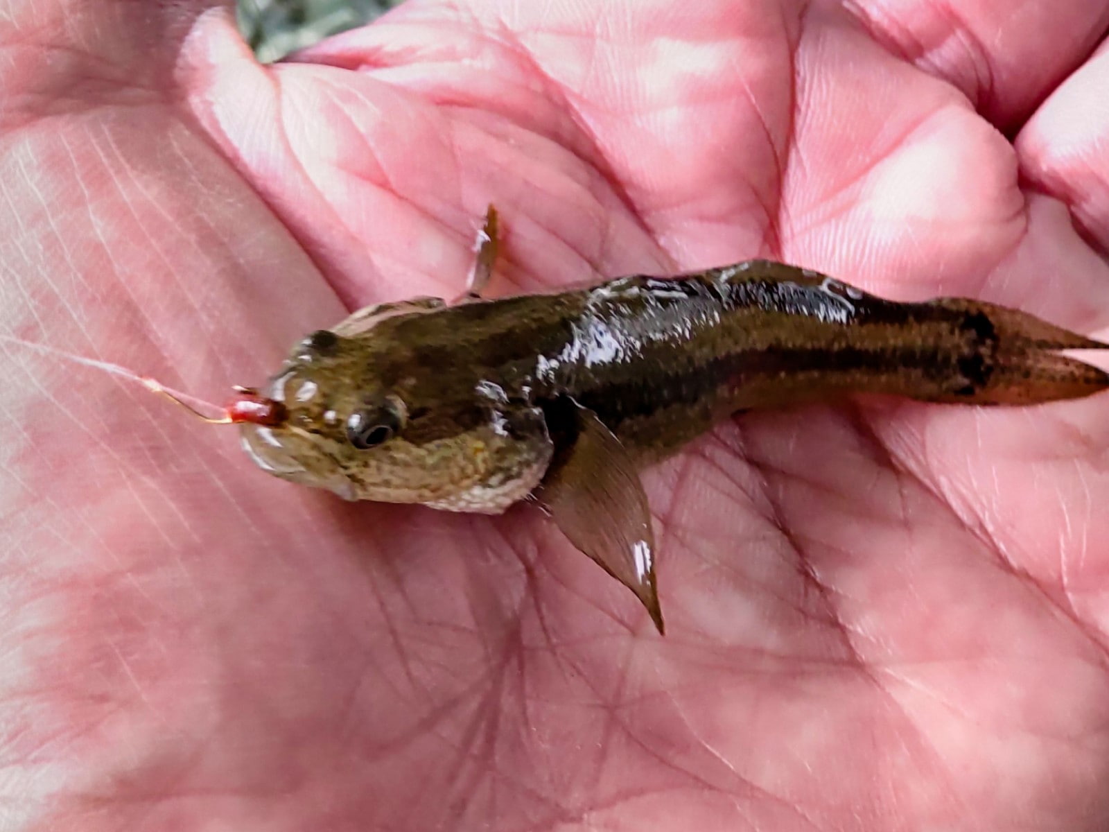このポイントではハゼは何匹も釣れたが、本命のテナガエビは1バラシのみ。