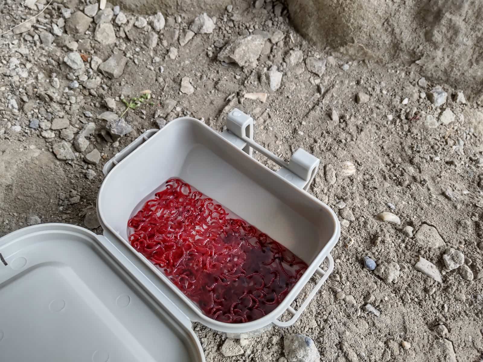 エサは釣具店で購入した赤ムシ（200円）。1～2尾をチョン掛けにする。ムシエサが苦手ならカニかま、ボイルホタテなどでも釣れる