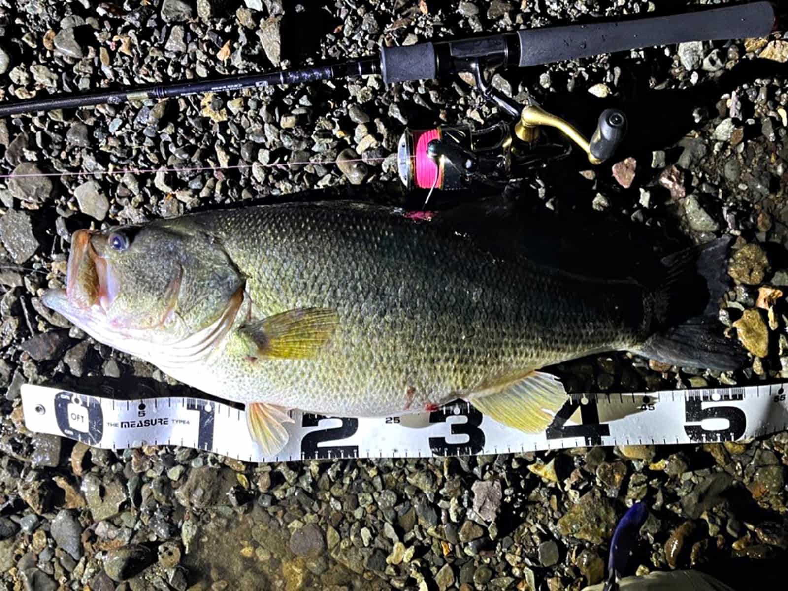 ウメシンが5/2に釣った54cm。その場にいた釣り人と話をしていたら急にロッドが引き込まれたとか。こんなの釣りたい！