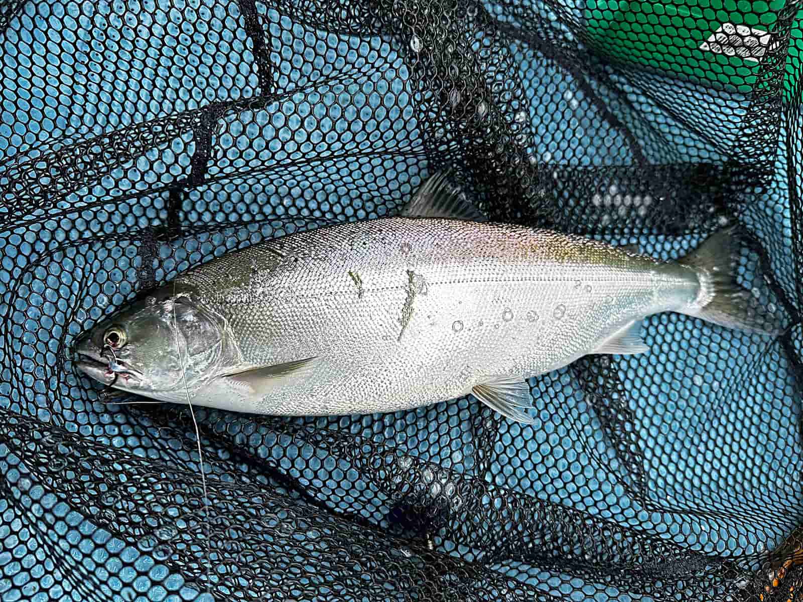 【極上の食味】琵琶湖の宝石《ビワマス》がザクザクと出るわ出るわ！ | 釣りビジョン マガジン | 釣りビジョン
