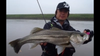 Seabass Journey