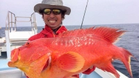 Rock'n Fish