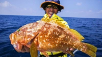 Rock'n Fish
