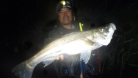 Seabass Journey