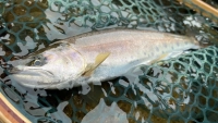 TROUT QUEST