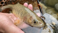 TROUT QUEST