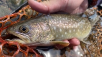 TROUT QUEST